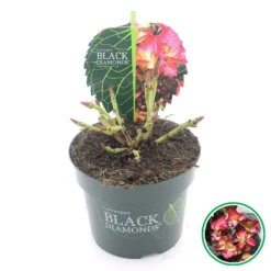 Hortensia (Hydrangea Black Diamonds Dark Angel) -Planten Verkoopwinkel 3 4 1