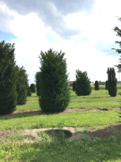 Grote Venijnboom (Taxus Baccata) -Planten Verkoopwinkel 400450x 150 200