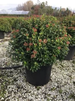 Sneeuwbal Als Bolvorm (Viburnum Tinus 'Eve Price') 7 Sneeuwbal Als Bolvorm (Viburnum Tinus 'Eve Price') -Planten Verkoopwinkel 6070 3