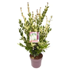Liguster (Ligustrum Japonicum 'Texanum') -Planten Verkoopwinkel 8863908295aea1fafcc3b9c48b0993c1