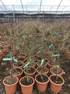 Japanse Esdoorn (Acer Palmatum 'Viridis') -Planten Verkoopwinkel 8 1