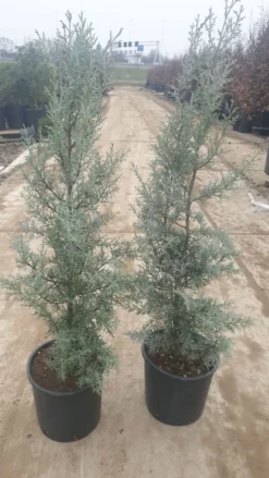 Cipres (Cupressus Arizonica 'Glauca') -Planten Verkoopwinkel 94d98ecf eeaf 4488 bd36 6b6bea13f39a