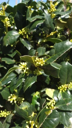 Amerikaanse Hulst Als Bol (Ilex 'Nellie R Stevens')