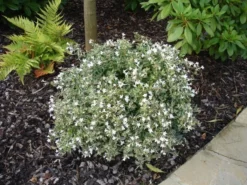 Abelia (Abelia Grandiflora 'Confetti') 11 Abelia (Abelia Grandiflora 'Confetti') -Planten Verkoopwinkel abelia confetti 2