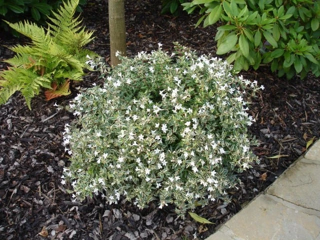 Abelia (Abelia Grandiflora 'Confetti') 4 Abelia (Abelia Grandiflora 'Confetti') - Afbeelding 4