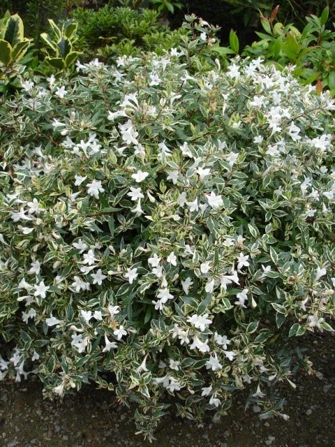 Abelia (Abelia Grandiflora 'Confetti') 3 Abelia (Abelia Grandiflora 'Confetti') - Afbeelding 3
