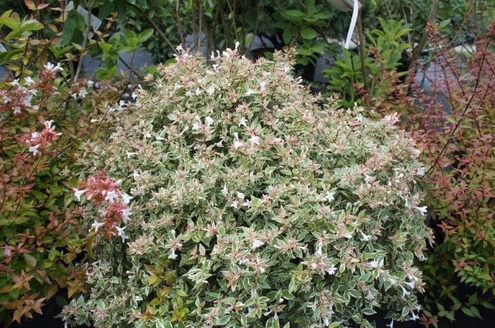 Abelia (Abelia Grandiflora 'Confetti') 5 Abelia (Abelia Grandiflora 'Confetti') - Afbeelding 5