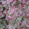 Abelia (Abelia Grandiflora 'Confetti')