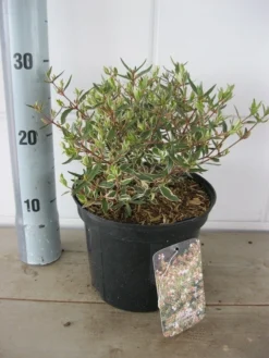 Abelia (Abelia Grandiflora 'Confetti') 15 Abelia (Abelia Grandiflora 'Confetti') -Planten Verkoopwinkel abelia confetti c3 18 7 2019