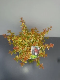 Abelia (Abelia Grandiflora 'Kaleidoscope') -Planten Verkoopwinkel abelia gr. kaleidoscope