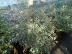 Abelia (Abelia Grandiflora 'Confetti') 14 Abelia (Abelia Grandiflora 'Confetti') -Planten Verkoopwinkel abelia grandiflora confetti c10