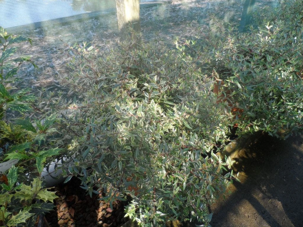 Abelia (Abelia Grandiflora 'Confetti') 7 Abelia (Abelia Grandiflora 'Confetti') - Afbeelding 7