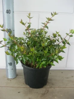 Abelia (Abelia Grandiflora 'Sherwood') -Planten Verkoopwinkel abelia sherwood c3 18 7 2019