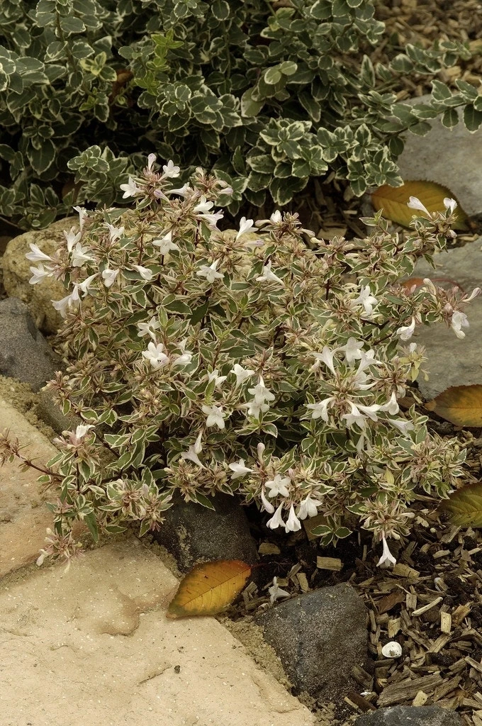 Abelia (Abelia Grandiflora 'Confetti') 6 Abelia (Abelia Grandiflora 'Confetti') - Afbeelding 6