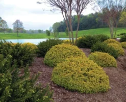 Abelia (Abelia Grandiflora 'Kaleidoscope') -Planten Verkoopwinkel abgkale abelia kaleidoscope garden 2