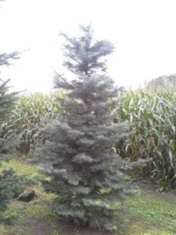 Colorado Zilverspar (Abies Concolor) -Planten Verkoopwinkel abies concolor 300 350