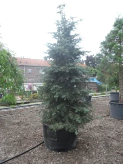 Colorado Zilverspar (Abies Concolor) -Planten Verkoopwinkel abies concolor glauca 350 400 c600
