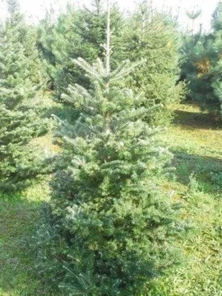 Koreaanse Zilverspar (Abies Koreana) -Planten Verkoopwinkel abies koreana 125 150 1