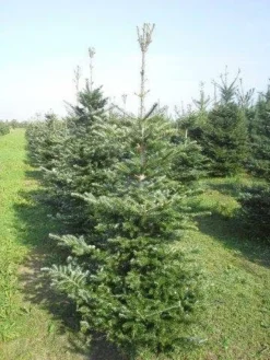Koreaanse Zilverspar (Abies Koreana) -Planten Verkoopwinkel abies koreana 175 200