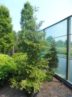 Koreaanse Zilverspar (Abies Koreana) -Planten Verkoopwinkel abies koreana 200 250