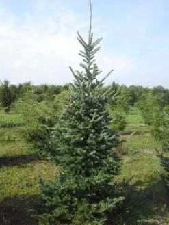 Koreaanse Zilverspar (Abies Koreana) -Planten Verkoopwinkel abies koreana 200 250 1