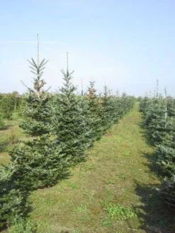 Koreaanse Zilverspar (Abies Koreana) -Planten Verkoopwinkel abies koreana diverse