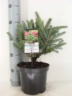 Koreaanse Zilverspar (Abies Koreana 'Silberlocke') -Planten Verkoopwinkel abies koreana silberlocke c3 m 2 1