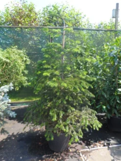 Nordmann-spar (Abies Nordmanniana) -Planten Verkoopwinkel abies nordmanniana 150 175 200