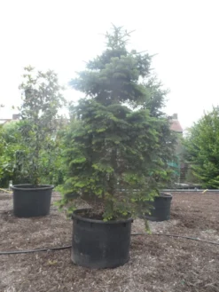 Nordmann-spar (Abies Nordmanniana) -Planten Verkoopwinkel abies nordmanniana 350 400 c750