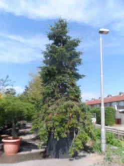 Nordmann-spar (Abies Nordmanniana) -Planten Verkoopwinkel abies nordmanniana 400 500 c1500