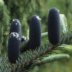 Koreaanse Zilverspar (Abies Koreana) -Planten Verkoopwinkel abkorean 6