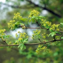 Spaanse Aak (Acer Campestre) -Planten Verkoopwinkel accampes 9