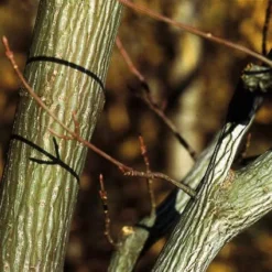 Streepjesbast Esdoorn (Acer Davidii) -Planten Verkoopwinkel acdavidi 7