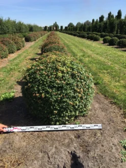 Spaanse Aak Als Bol (Acer Campestre) -Planten Verkoopwinkel acer campestre 100 cm breed bol drkl