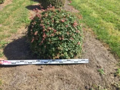 Spaanse Aak Als Bol (Acer Campestre) -Planten Verkoopwinkel acer campestre 90 cm breed bol drkl 1