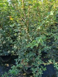 Meerstammige Veldesdoorn (Acer Campestre)