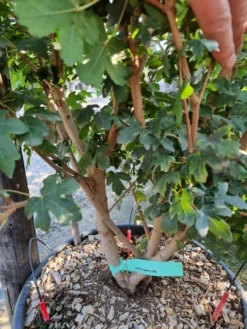 Bestsellers -Planten Verkoopwinkel acer campestre meerstammig 2 1