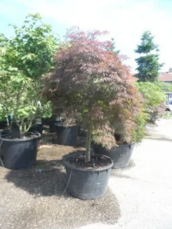 Japanse Esdoorn (Acer Palmatum 'Garnet') -Planten Verkoopwinkel acer garnet 120 130stam extra 1