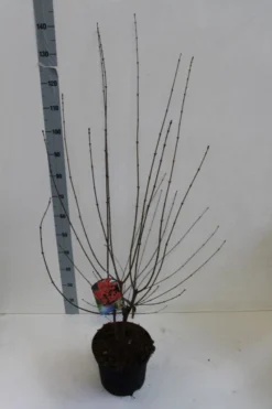 Papieresdoorn (Acer Griseum) -Planten Verkoopwinkel acer griseum 80 100 cm co 7.5lz kopie