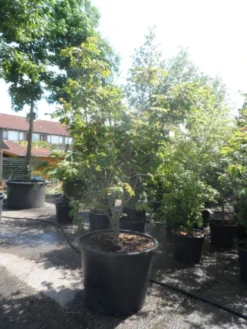 Japanse Esdoorn (Acer Japonicum 'Aconitifolium') -Planten Verkoopwinkel acer japonicum aconitifolium 175 200 c350 1