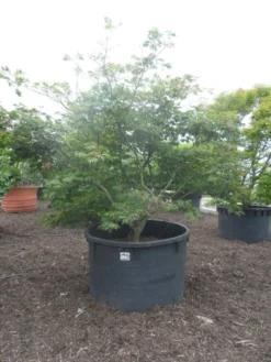 Japanse Esdoorn (Acer Japonicum 'Aconitifolium') -Planten Verkoopwinkel acer japonicum aconitifolium 250 300 c1500