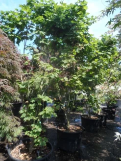 Japanse Esdoorn (Acer Japonicum 'Vitifolium') -Planten Verkoopwinkel acer japonicum vitifolium 250 300 c130 1