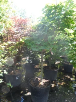 Japanse Esdoorn (Acer Japonicum 'Vitifolium') -Planten Verkoopwinkel acer japonicum vitifolium halfstam c130 1