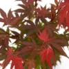 Japanse Esdoorn (Acer Palmatum 'Atropurpureum')