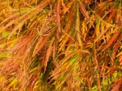 Japanse Esdoorn (Acer Palmatum 'Dissectum') -Planten Verkoopwinkel acer p. dissectum achtergrond 2