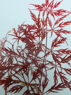 Japanse Esdoorn (Acer Palmatum 'Garnet') -Planten Verkoopwinkel acer p. garnet 2 1