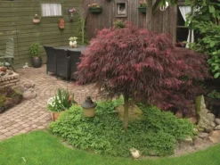 Japanse Esdoorn (Acer Palmatum 'Inabe-shidare') -Planten Verkoopwinkel acer p. inaba shidare 1 1
