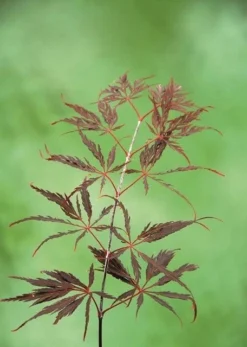 Japanse Esdoorn (Acer Palmatum 'Inabe-shidare') -Planten Verkoopwinkel acer p. inaba shidare 2 1
