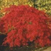 Japanse Esdoorn (Acer Palmatum 'Inabe-shidare')