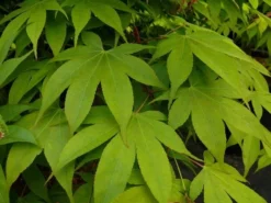 Planten Verkoopwinkel -Planten Verkoopwinkel acer p. osakazuki 1